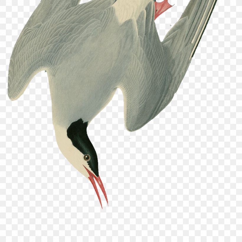 Water Bird White Stork Beak, PNG, 881x881px, Watercolor, Cartoon, Flower, Frame, Heart Download Free