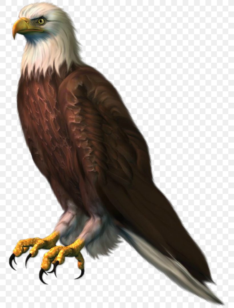 Bald Eagle Clip Art Image, PNG, 766x1080px, Bald Eagle, Accipitridae, Accipitriformes, Beak, Bird Download Free