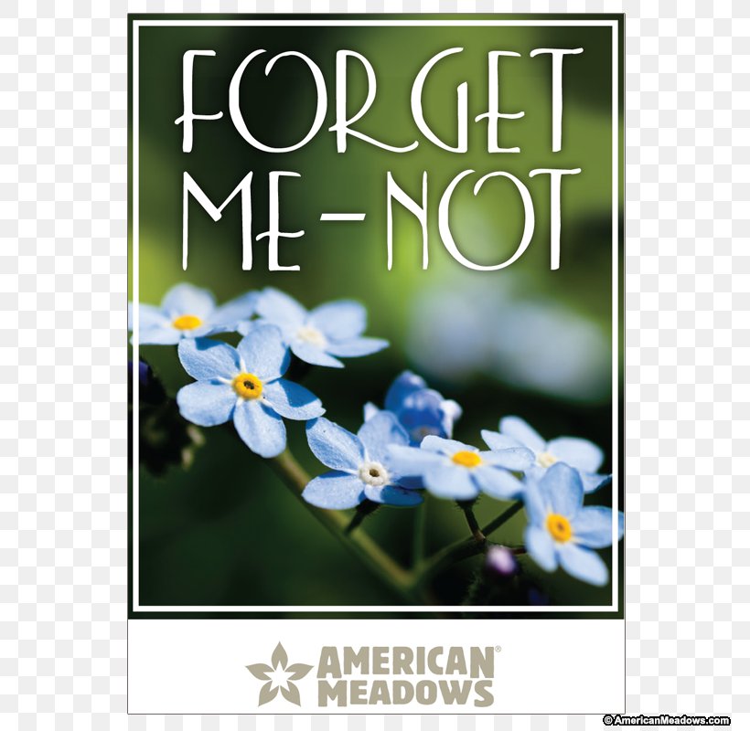 Cynoglossum Amabile Seed Wildflower Wood Forget-me-not, PNG, 800x800px, Cynoglossum Amabile, Advertising, Alpine Forgetmenot, Cynoglossum, Ferrymorse Seed Company Download Free