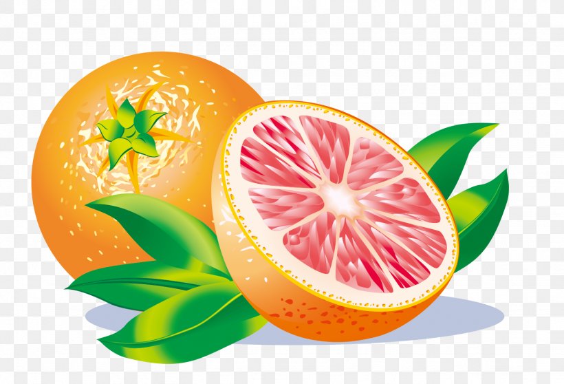 Grapefruit Juice Grapefruit Juice Lemon Clip Art, PNG, 1538x1047px, Juice, Citric Acid, Citrus, Diet Food, Food Download Free