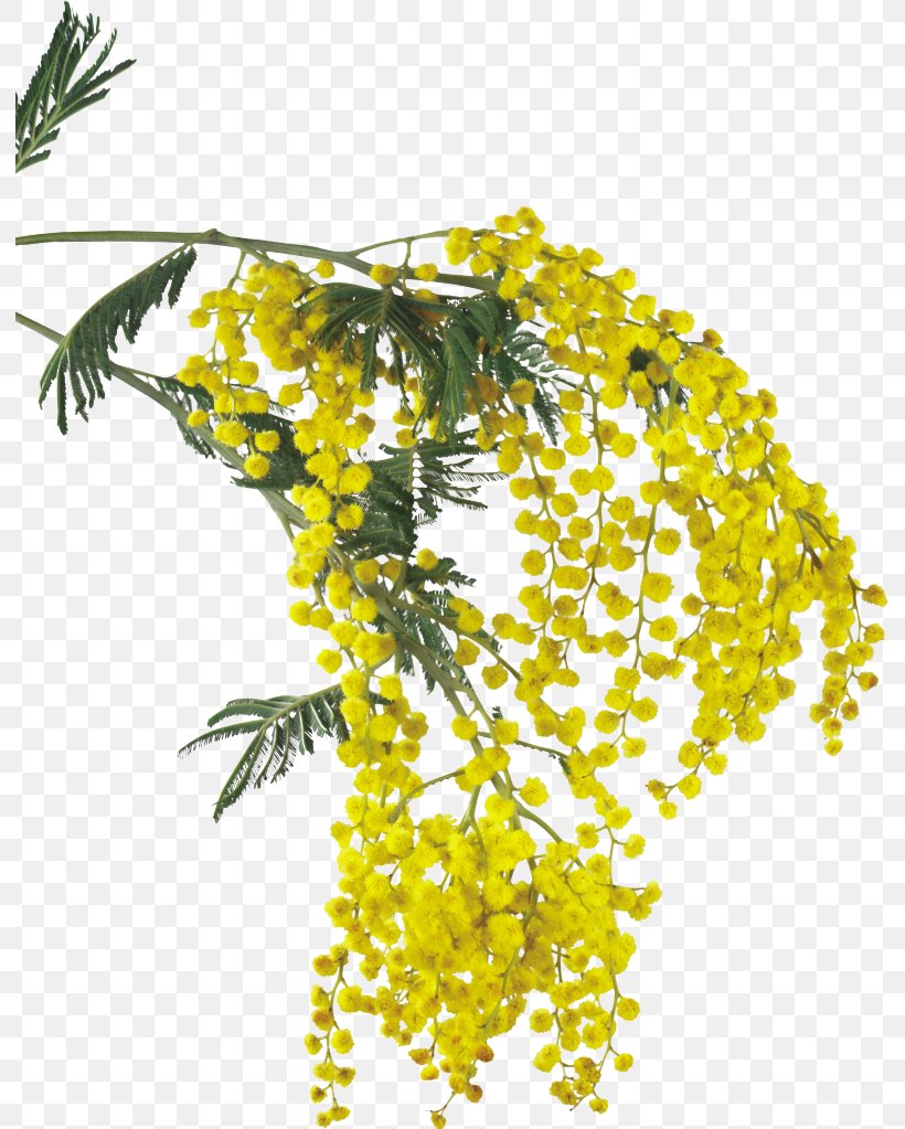 Mimosa Salad Flower Acacia Dealbata Clip Art, PNG, 791x1023px, Mimosa Salad, Acacia Dealbata, Ansichtkaart, Branch, Cut Flowers Download Free