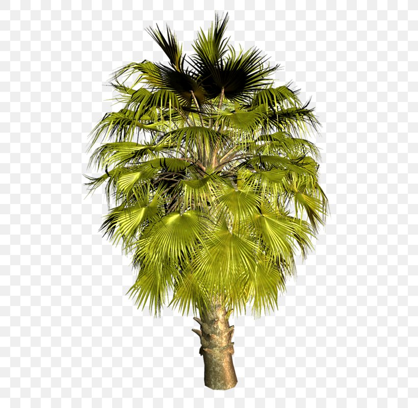 Asian Palmyra Palm Arecaceae Babassu Coconut Oil Palms, PNG, 522x800px, Asian Palmyra Palm, Areca Nut, Areca Palm, Arecaceae, Arecales Download Free