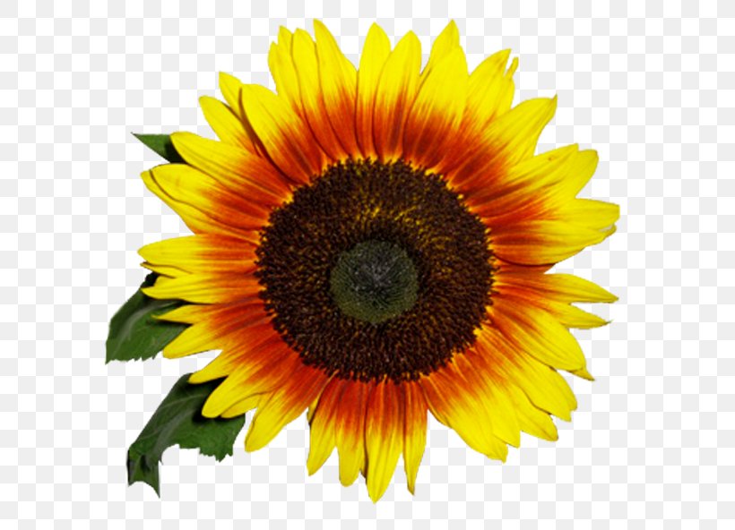 Common Sunflower Clytie Clip Art, PNG, 600x592px, Common Sunflower, Annual Plant, Asterales, Close Up, Clytie Download Free
