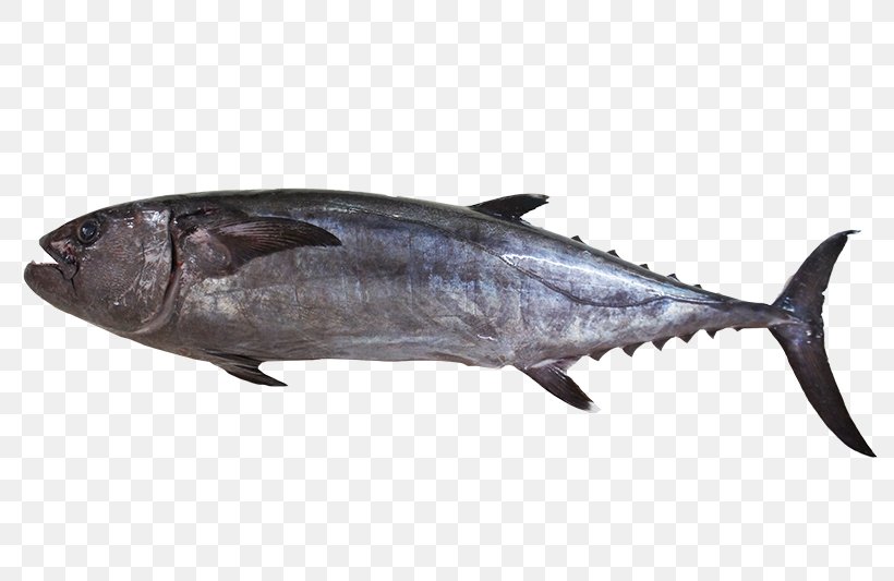 Thunnus Mackerel Dogtooth Tuna Yellowfin Tuna Oily Fish, PNG, 800x533px, Thunnus, Atlantic Bluefin Tuna, Bonito, Bony Fish, Dogtooth Tuna Download Free