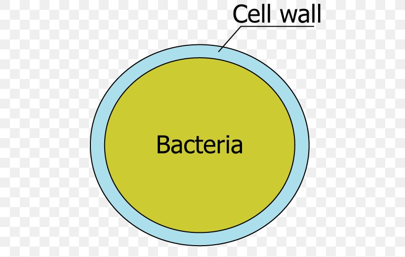 Cell Wall Bacterial Cell Structure Flagellum, PNG, 521x521px, Cell, Area, Bacteria, Bacterial Cell Structure, Biology Download Free