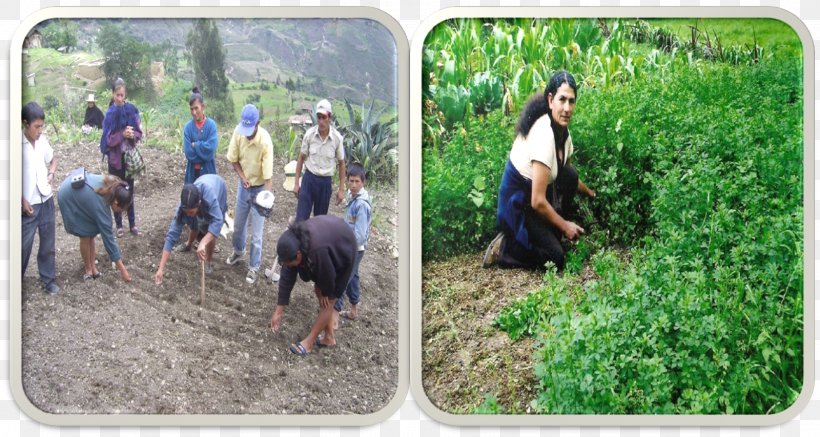 Chota, Peru Caritas Internationalis 0 Crop Soil, PNG, 1600x853px, 2015, Chota Peru, Agriculture, Caritas Internationalis, Christianity Download Free