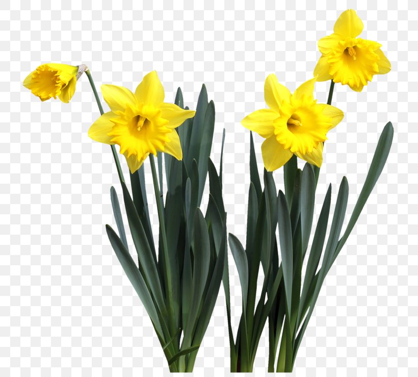 Daffodil Cut Flowers Plant Stem Spring, PNG, 800x739px, Daffodil, Amaryllis Family, Computer Monitors, Cut Flowers, Flower Download Free