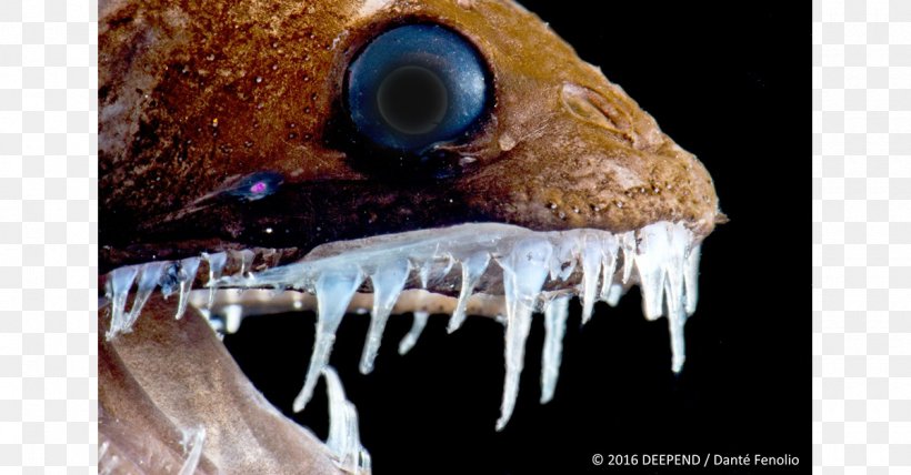 Deep Sea Creature Viperfish Deep-sea Dragonfish Bathyal Zone, PNG, 1200x627px, Deep Sea Creature, Anglerfish, Animal, Bathyal Zone, Close Up Download Free