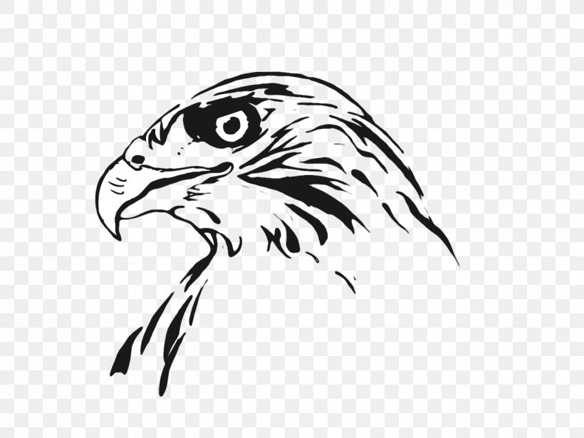 Drawing Bird Line Art Hawk, PNG, 1200x900px, Drawing, Bald Eagle, Beak, Bird, Bird Of Prey Download Free