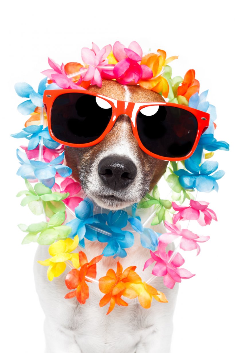 Jack Russell Terrier Puppy Stock Photography Lei Sunglasses, PNG, 1000x1500px, Jack Russell Terrier, Carnivoran, Dog, Dog Breed, Dog Daycare Download Free