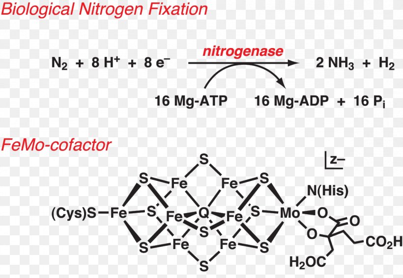 Nitrogen Fixation Nitrogenase Biology Bacteria, PNG, 1179x816px, Watercolor, Cartoon, Flower, Frame, Heart Download Free