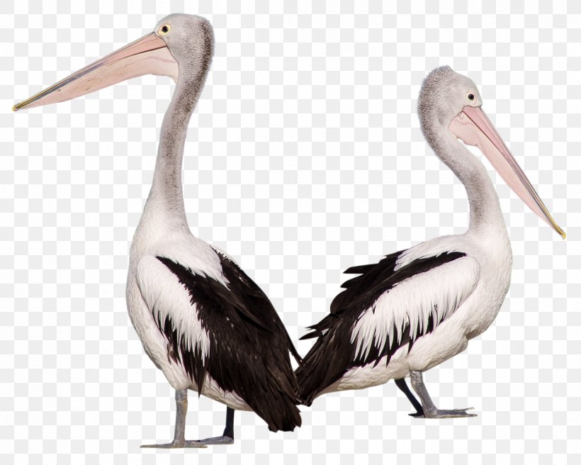 Pelican Bird, PNG, 1200x960px, Bird, Beak, Ciconiiformes, Columbidae, Cygnini Download Free