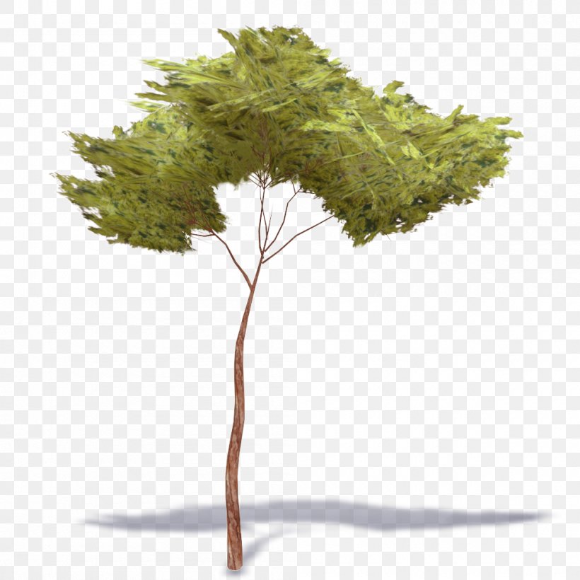 Stone Pine Tree Woody Plant Populus Nigra, PNG, 1000x1000px, Stone Pine, Axonometric Projection, Branch, Building Information Modeling, Computeraided Design Download Free