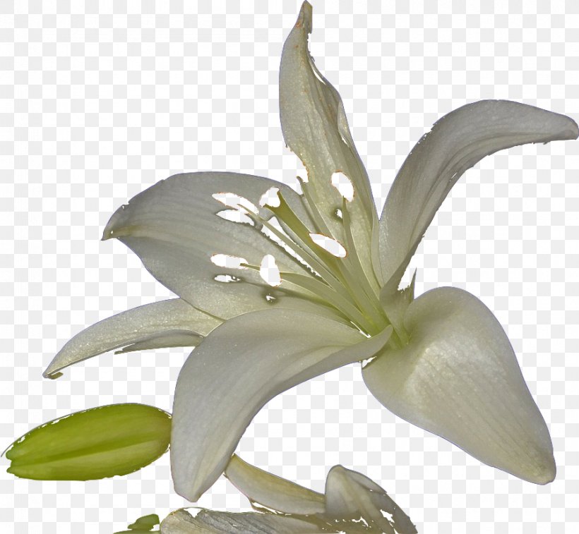 White Lily Flower, PNG, 899x830px, Plant Stem, Detoxification, Flower, Health Fitness And Wellness, Interest Download Free