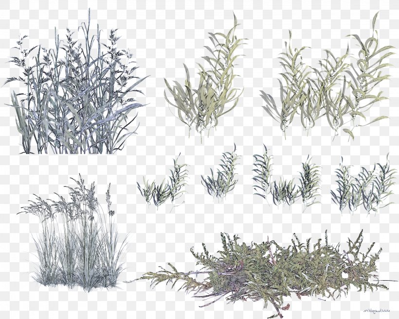 White Pine Aquarium Decor Grass Plant Red Juniper, PNG, 3230x2589px, White Pine, Aquarium Decor, Grass, Grass Family, Jack Pine Download Free