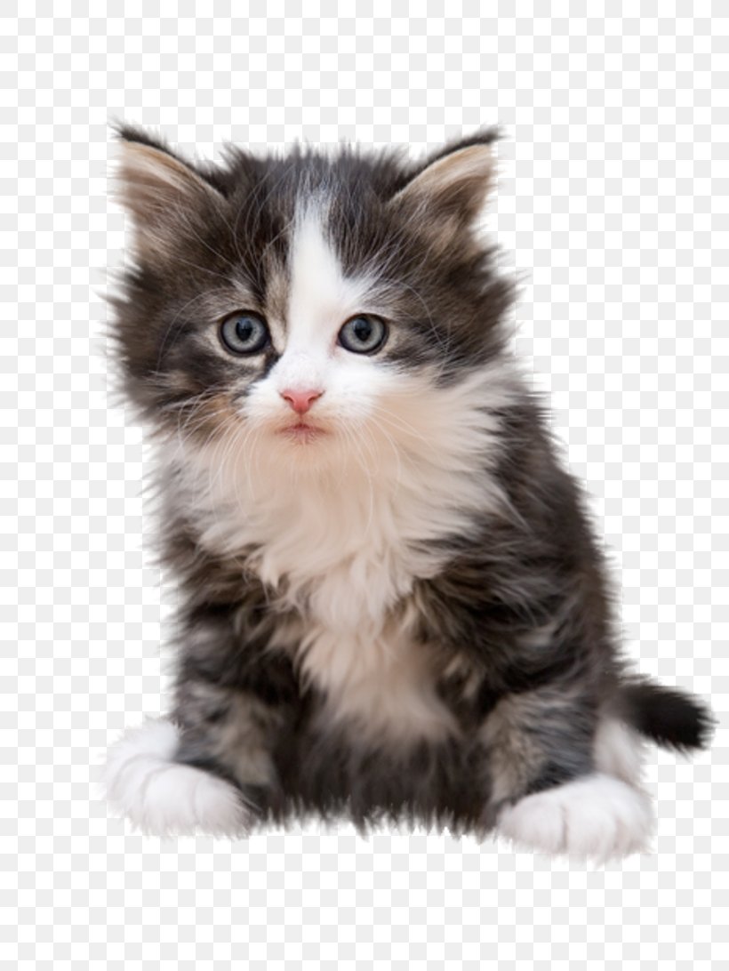 Cat Table Couch Kitten Furniture, PNG, 800x1092px, Cat, American Wirehair, Bed, British Semi Longhair, Carnivoran Download Free