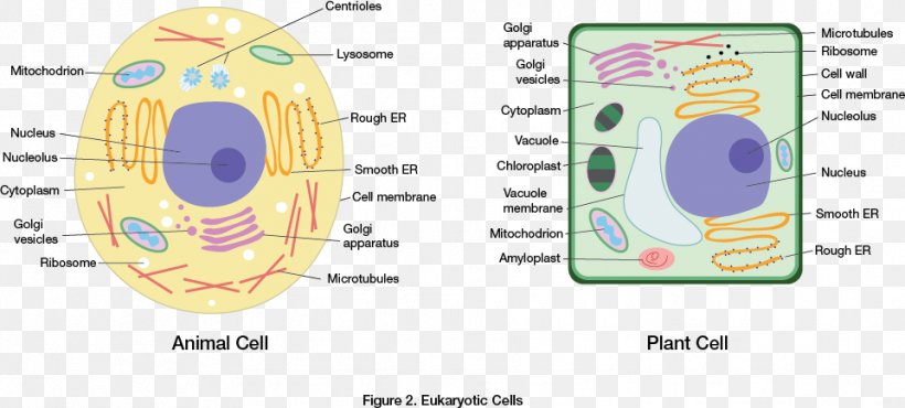 Eukaryote Plant Cell Cèl·lula Animal Cell Wall, PNG, 961x434px, Watercolor, Cartoon, Flower, Frame, Heart Download Free
