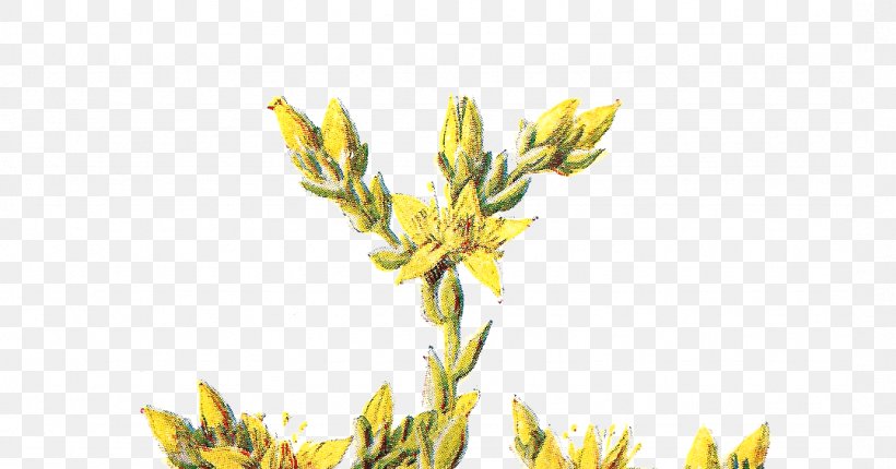 Wildflower Clip Art, PNG, 1076x565px, Flower, Bud, Commodity, Cropping, Flowering Plant Download Free