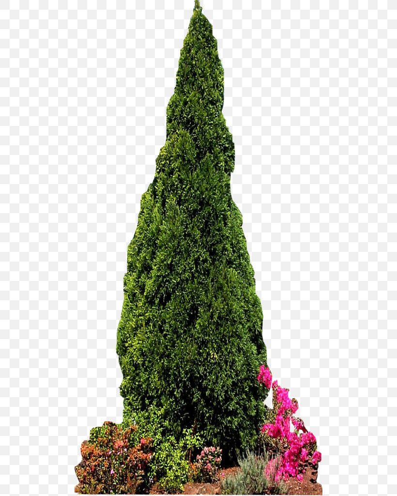 Conifers Pine Evergreen Fir Tree, PNG, 512x1024px, Conifers, Biome, Christmas Decoration, Christmas Tree, Conifer Download Free