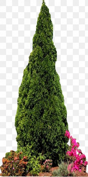 Coniferous Plants - Conifers Pine Evergreen Fir Tree PNG