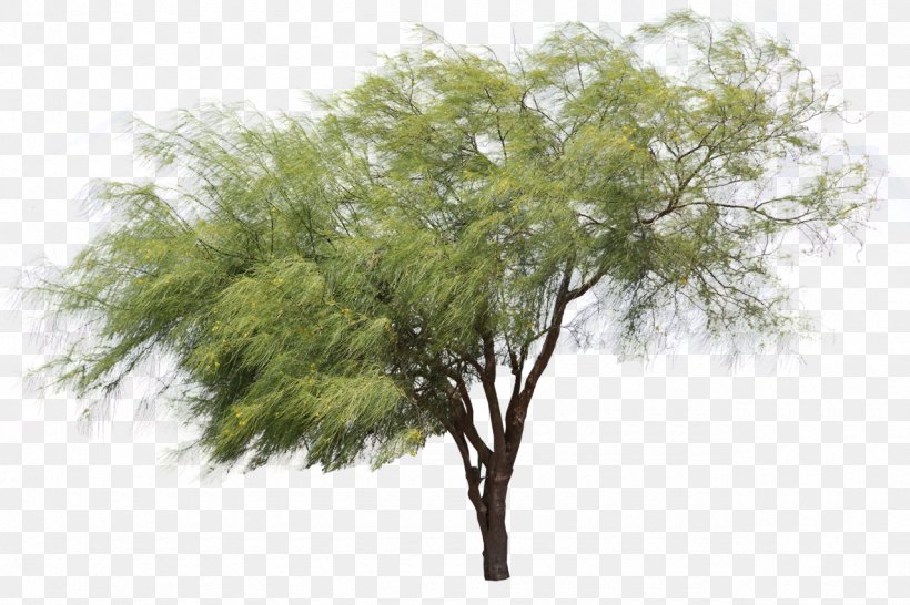 Tree Plant, PNG, 1280x853px, Tree, Branch, Evergreen, Plant Download Free