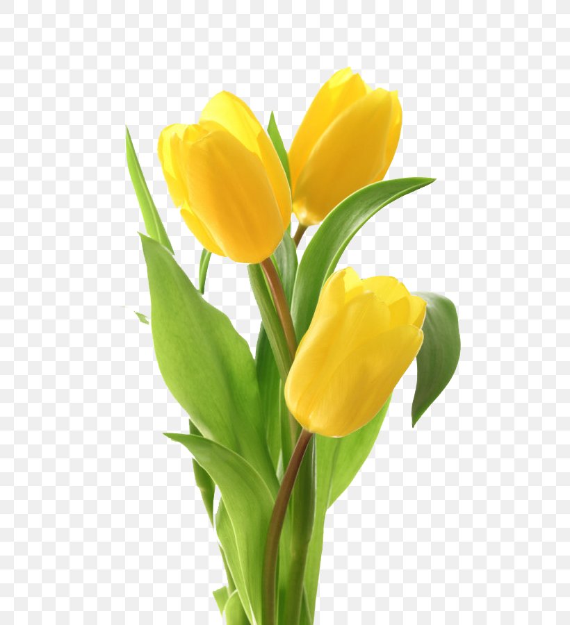 Tulip Flower Bouquet Greeting Card, PNG, 600x900px, Tulip, Cut Flowers, Floral Design, Floristry, Flower Download Free