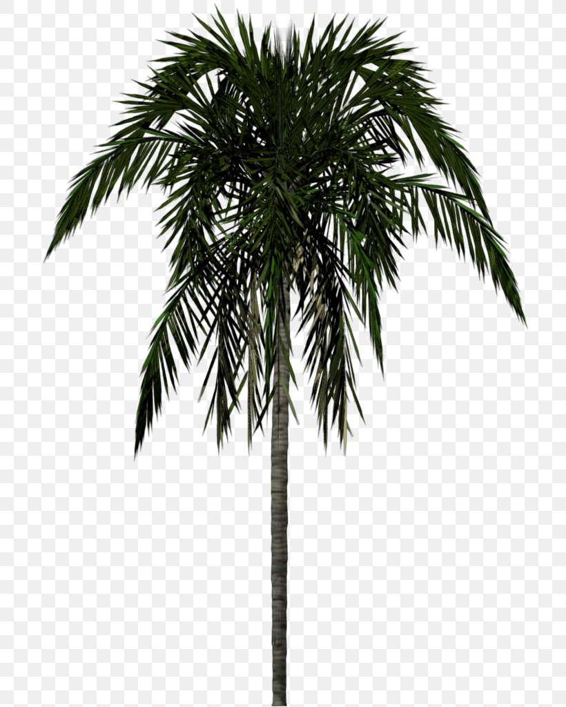 Arecaceae Tree 3D Modeling, PNG, 768x1024px, Archontophoenix Alexandrae, Archontophoenix, Areca Palm, Arecaceae, Arecales Download Free