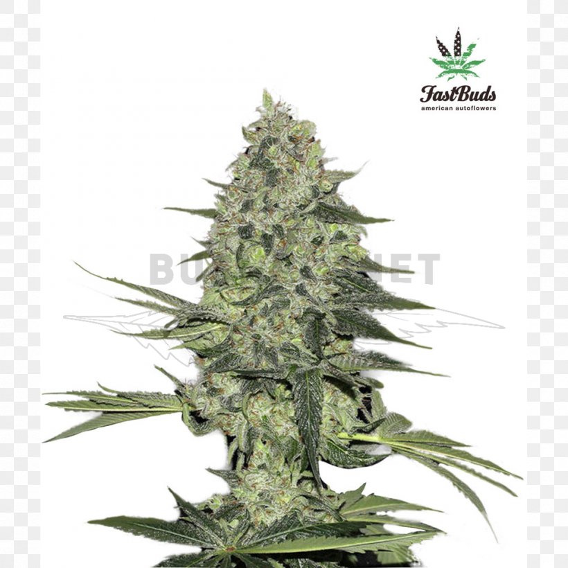 Autoflowering Cannabis Rhinoceros Seed Bank Marijuana, PNG, 1000x1000px, Autoflowering Cannabis, Business, Cannabis, Cannabis Sativa, Flower Download Free