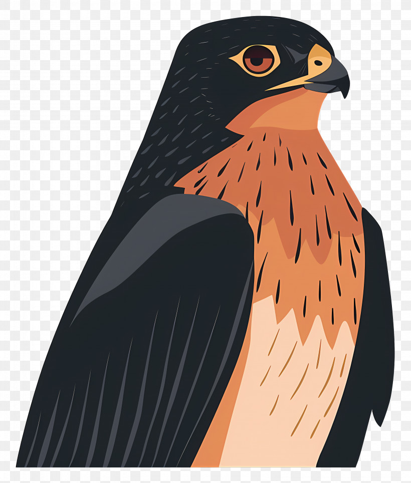 Cartoon Hawk - Falcon Illustration With Detailed Features PNG