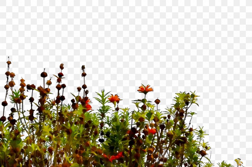 Flowering Plant Branching Sky Plants, PNG, 1136x752px, Flowering Plant, Branching, Flower, Herbaceous Plant, Meadow Download Free