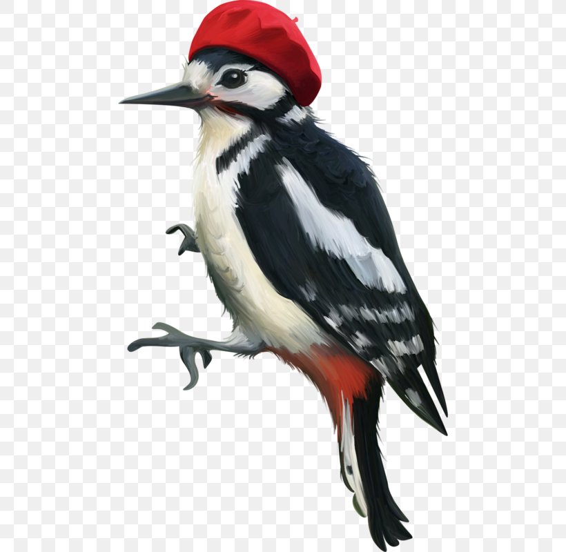 Woody Woodpecker Bird, PNG, 478x800px, Woodpecker, Beak, Bird, Cartoon, Drawing Download Free