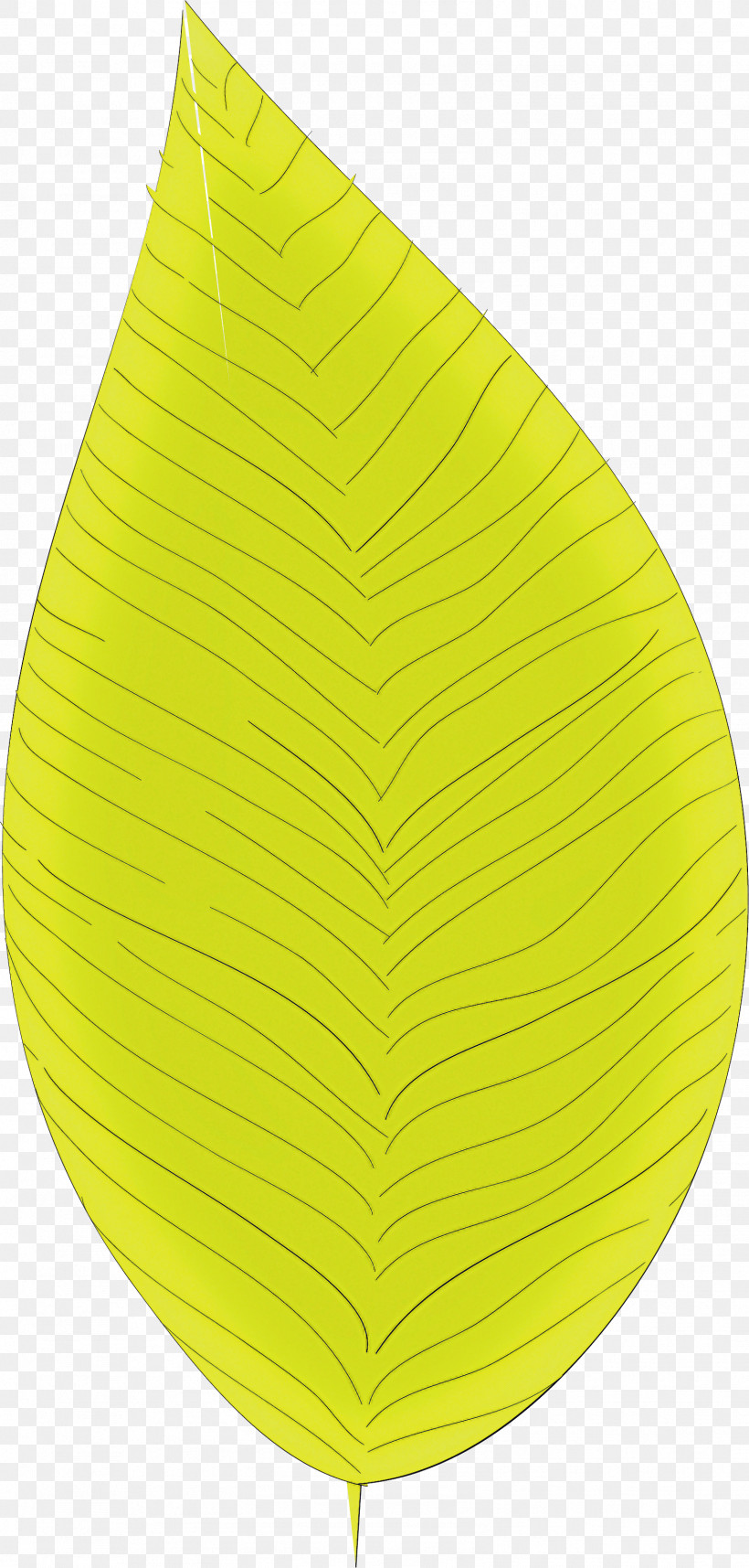 Simple Leaf Simple Leaf Drawing Simple Leaf Outline, PNG, 1574x3292px, Simple Leaf, Biology, Leaf, Plant Structure, Plants Download Free