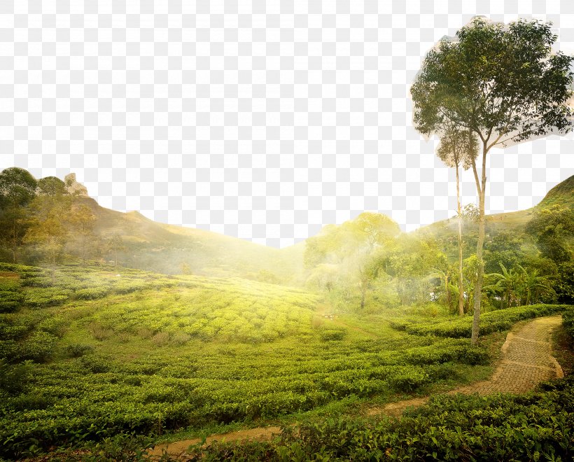 Tea Production In Sri Lanka Tea Production In Sri Lanka Stock Photography Royalty-free, PNG, 2000x1611px, Tea, Agriculture, Camellia Sinensis, Ecosystem, Farm Download Free
