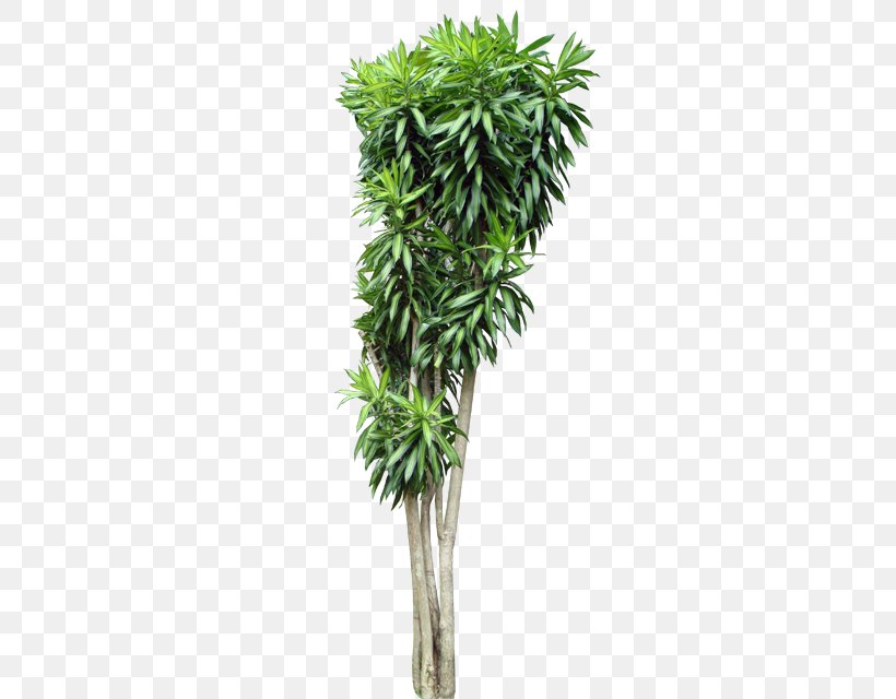 Trunk Dracaena Tree Shrub Tropical Woody Bamboos, PNG, 480x640px, Trunk, Arecales, Artificial Flower, Borassus Flabellifer, Dracaena Download Free