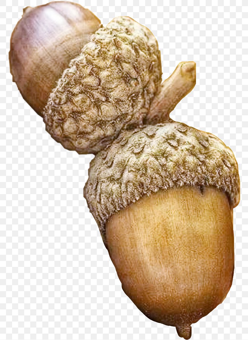 Nut Acorn Plant Vegetable Nuts & Seeds, PNG, 770x1121px, Nut, Acorn, Nuts Seeds, Plant, Vegetable Download Free