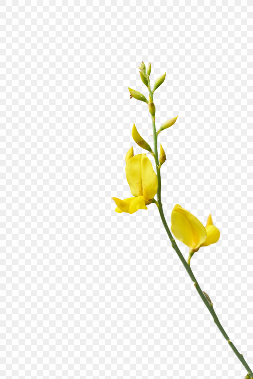 Plant Stem Cut Flowers Bud Twig Petal, PNG, 1200x1800px, Plant Stem, Biology, Bud, Cut Flowers, Flora Download Free