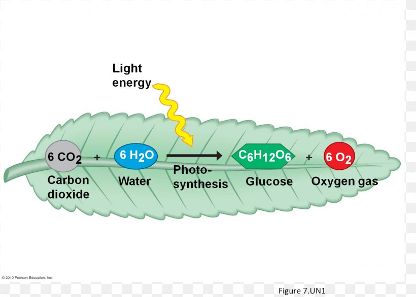 Cellular Respiration Photosynthesis Plant, PNG, 1452x1039px, Cellular Respiration, Adenosine Triphosphate, Aerobic Organism, Calvin Cycle, Carbon Dioxide Download Free