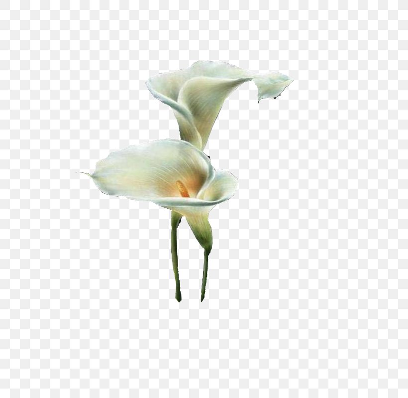 Flower, PNG, 520x799px, Flower, Arum, Arum Lilies, Arumlily, Bud Download Free