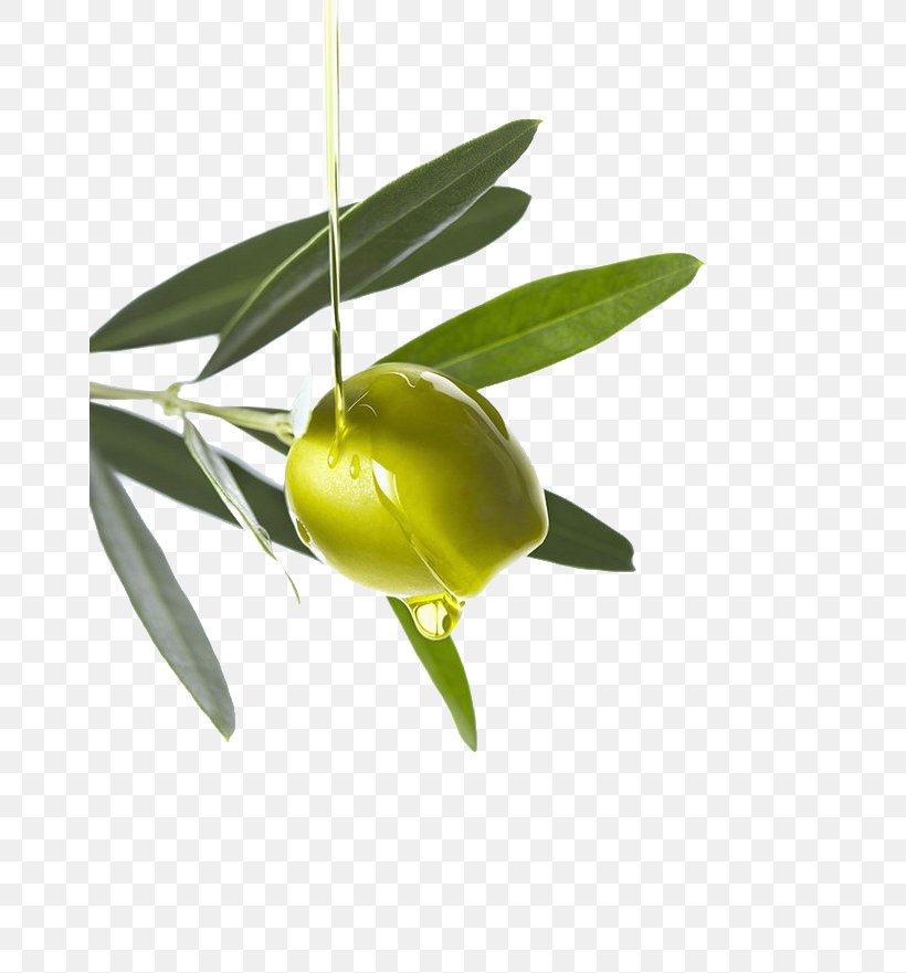 Olive Oil Computer File, PNG, 658x881px, Olive Oil, Flower, Fruit, Leaf, Oil Download Free