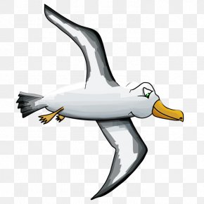 Albatross - Bird Gulls Albatross Cartoon Clip Art PNG
