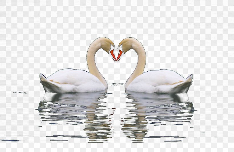 Cygnini Swan Lake, PNG, 970x631px, Cygnini, Animation, Beak, Bird, Ducks Geese And Swans Download Free