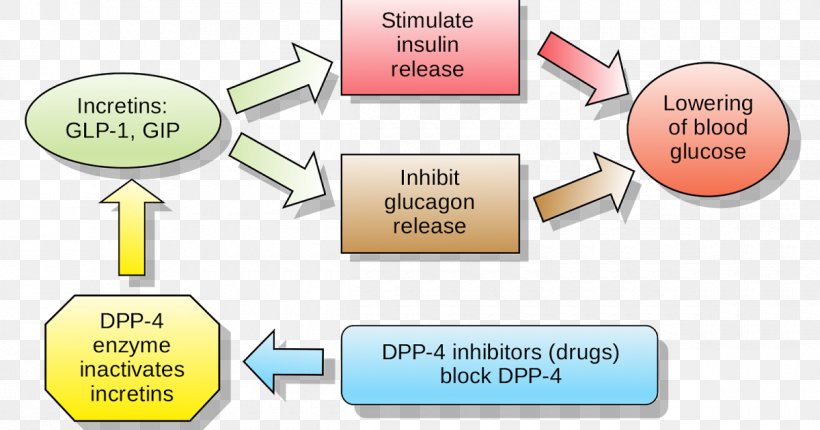 Dipeptidyl Peptidase-4 Inhibitor Incretin Enzyme Inhibitor Linagliptin, PNG, 1200x630px, Dipeptidyl Peptidase4 Inhibitor, Antidiabetic Medication, Area, Brand, Communication Download Free