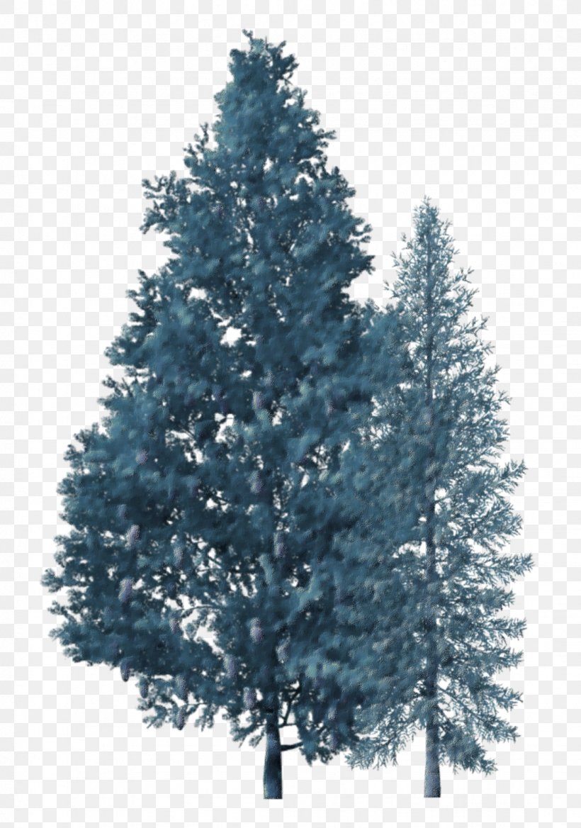 Spruce Christmas Tree Fir Branch, PNG, 1123x1600px, Spruce, Biome, Branch, Christmas Decoration, Christmas Ornament Download Free