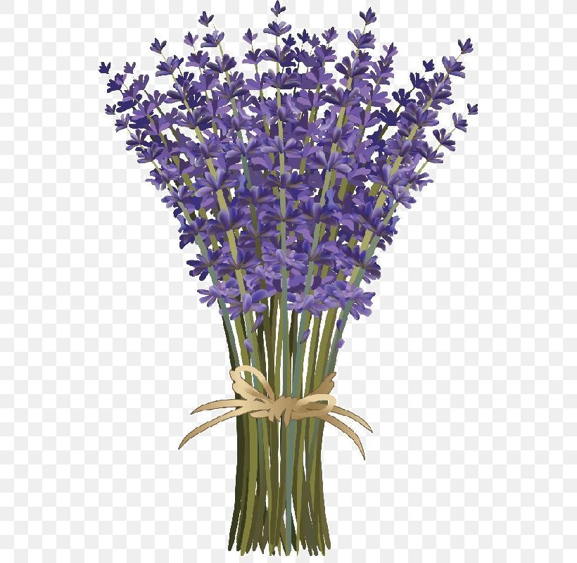 English Lavender Flower Bouquet French Lavender, PNG, 539x800px, English Lavender, Cut Flowers, Drawing, Floral Design, Flower Download Free