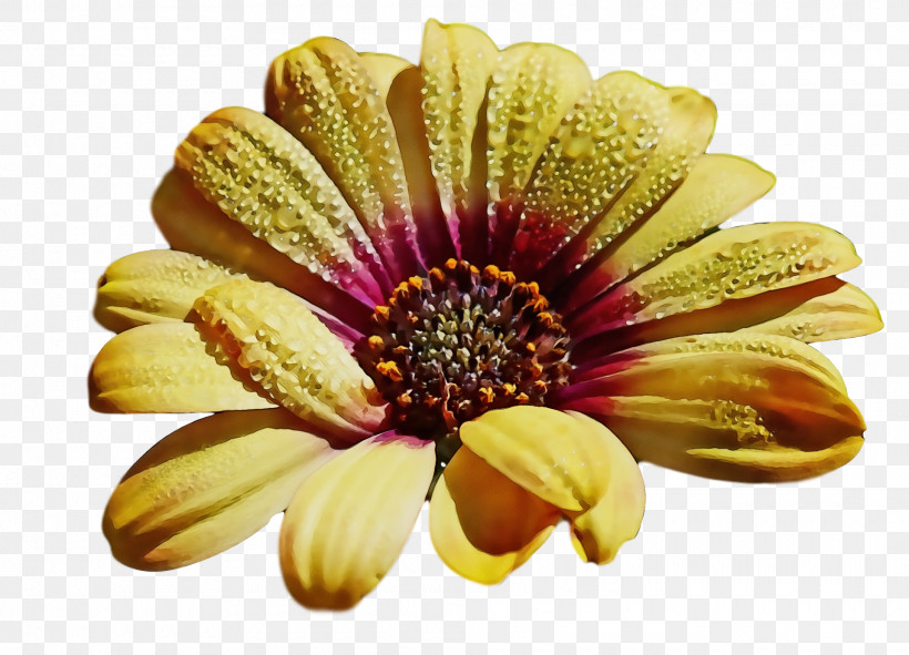 Floral Design, PNG, 1920x1384px, Watercolor, Chrysanthemum, Common Daisy, Cut Flowers, Dahlia Download Free