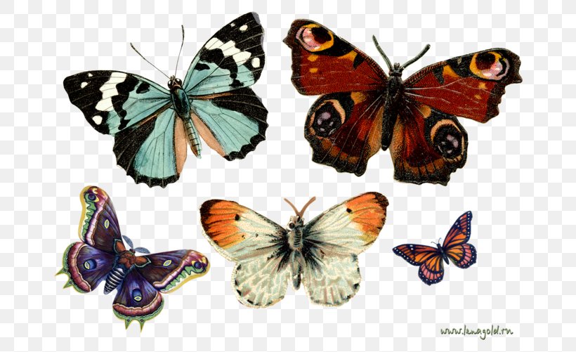 Monarch Butterfly Insect Greta Oto Clip Art, PNG, 700x501px, Butterfly, Arthropod, Brush Footed Butterfly, Butterflies And Moths, Cymothoe Sangaris Download Free