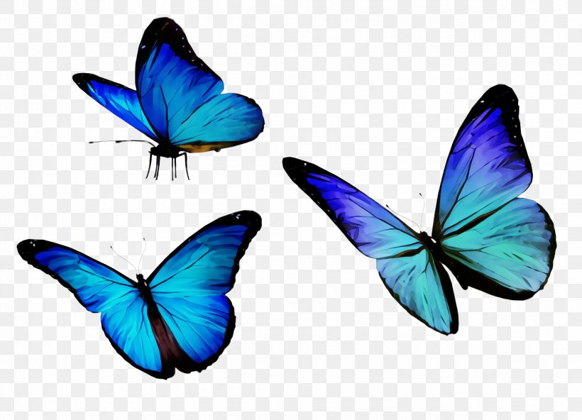 Butterfly Insect Moths And Butterflies Blue Pollinator, PNG, 2352x1700px, Watercolor, Azure, Blue, Butterfly, Common Blue Download Free
