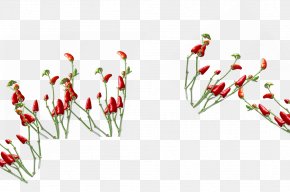 Red Pepper - Capsicum Annuum Chili Con Carne Chili Pepper Black Pepper PNG