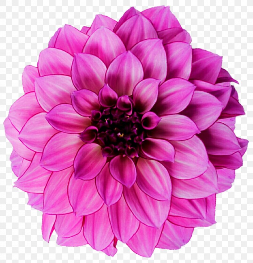 Dahlia Flower Royalty-free Photography, PNG, 877x911px, Dahlia, Annual Plant, Cut Flowers, Daisy Family, Flower Download Free