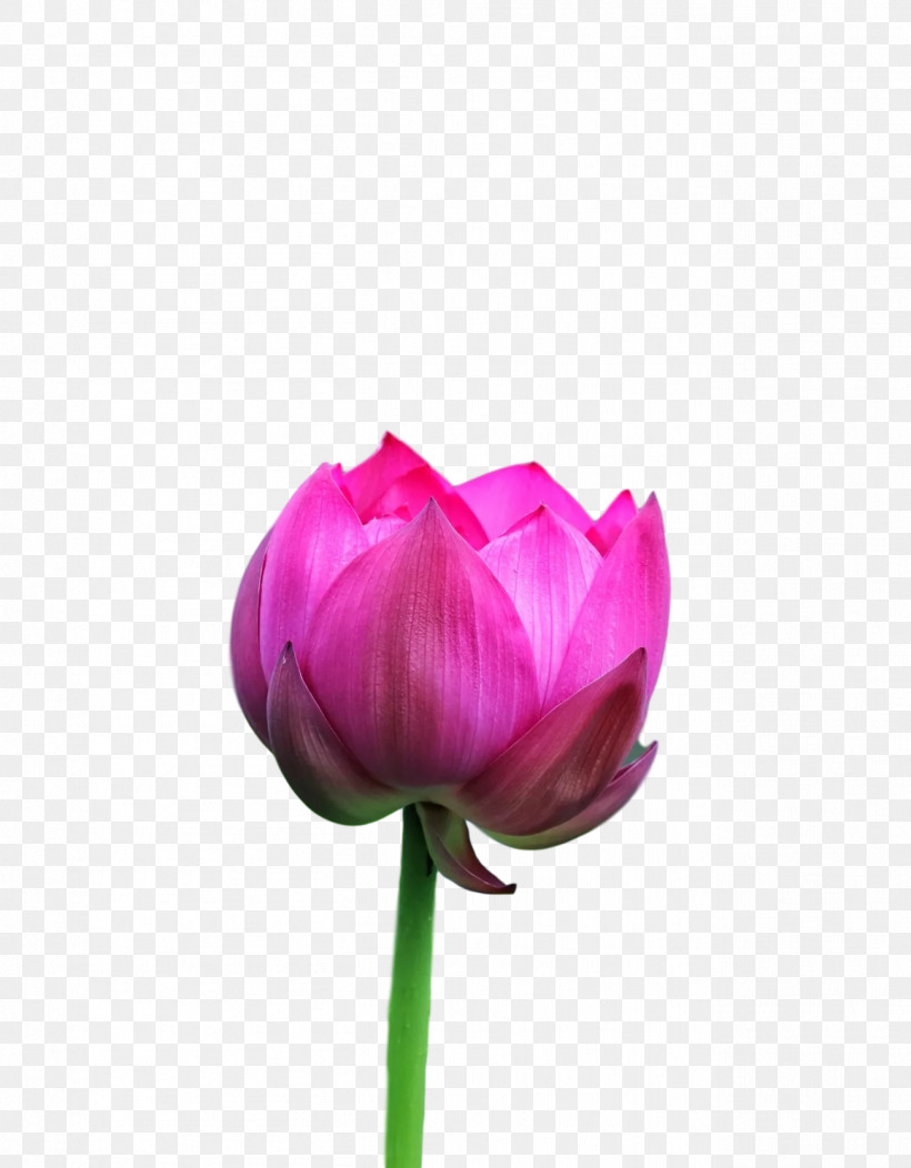 Lotus Flower Summer Flower, PNG, 1303x1672px, Lotus Flower, Biology, Bud, Closeup, Cut Flowers Download Free